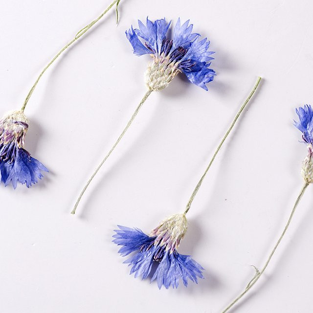60 Stück getrocknete blaue Kornblumen mit Stielen von DRtrade für Bastelarbeiten und Schmuck - Bild 1