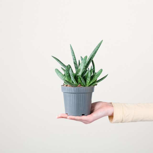 Gasteria Verrucosa Zimmerpflanze von BLUME2000 in Grün mit weißen Sprenkeln - Bild 1