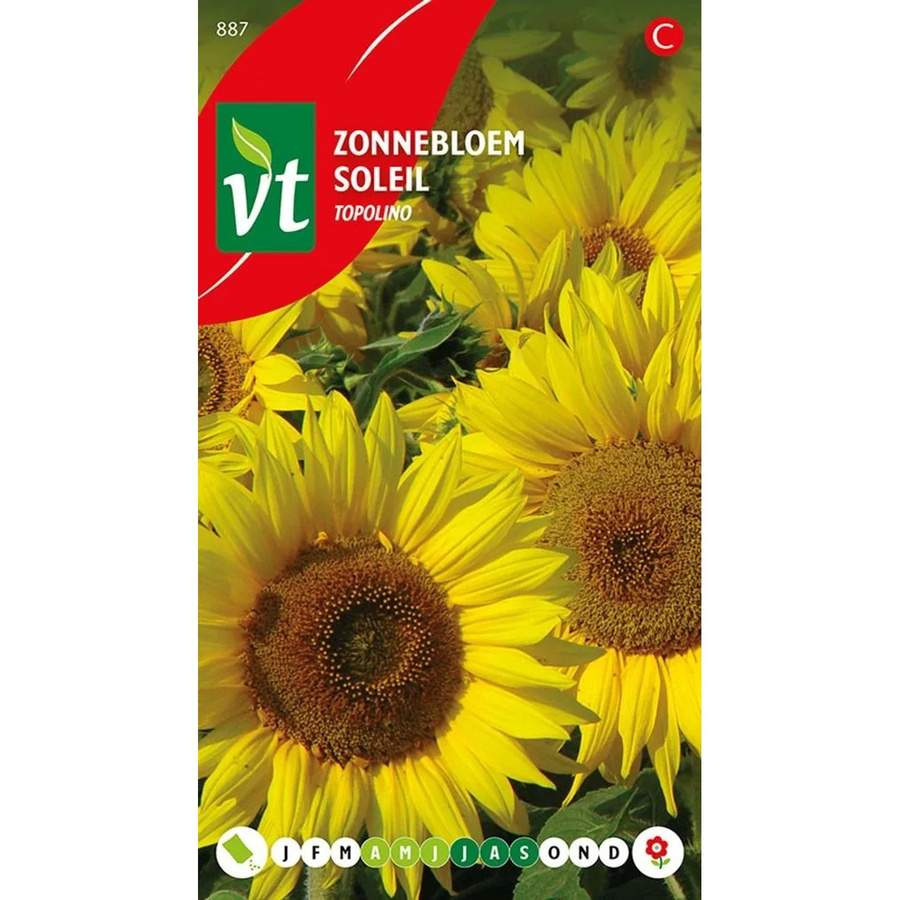 Sonnenblume Topolino Samen von arborix für große Blüten, ca. 1 g - Bild 2