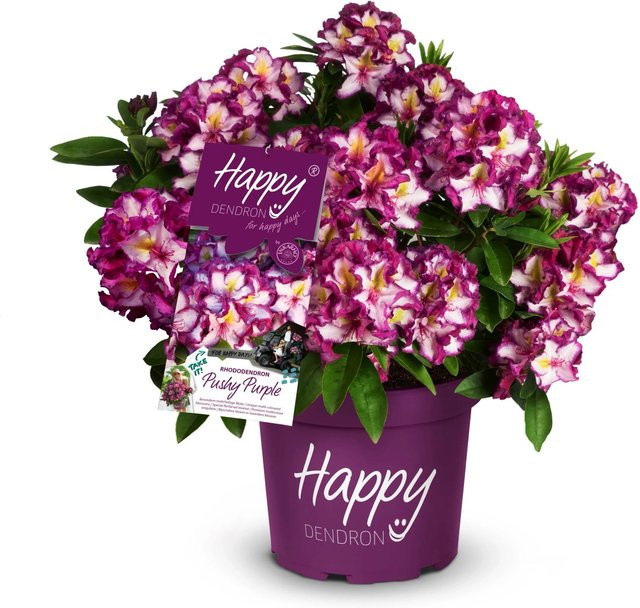 Rhododendron Happydendron INKARHO in Lila, Höhe: 30-40 cm, Topf: 5 Liter - Bild 1