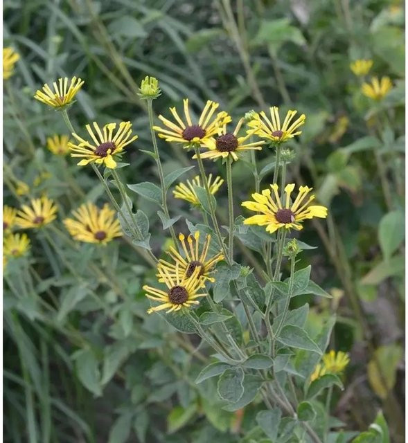 Schwachfilziger Sonnenhut Little Henry Rudbeckia subtomentosa gelbe Gartenstaude - Bild 1