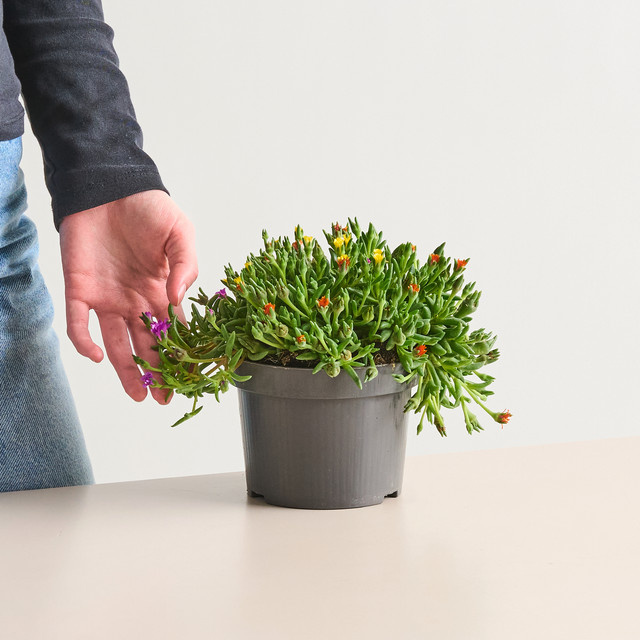 Delosperma Dreifarbige Mittagsblume von BLUME2000 als pflegeleichte Staude für Balkon, Steingärten und Dachterrassen - Bild 1