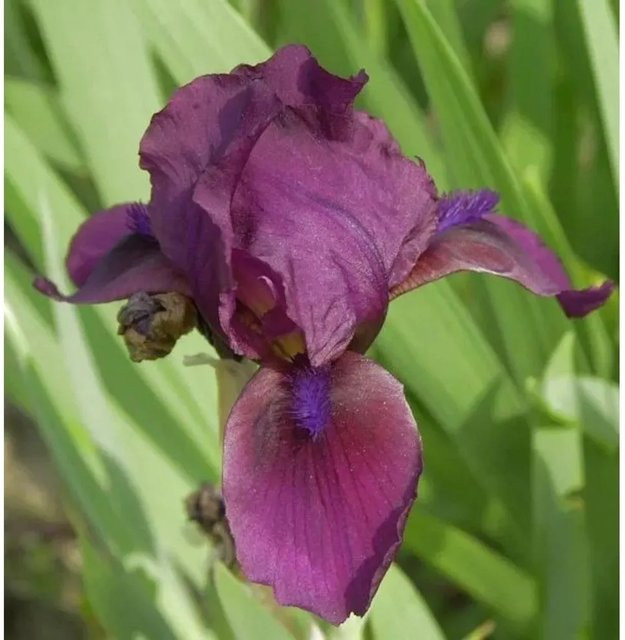 Zwergschwertlilie Cherry Garden Iris barbata nana in Lila als Beetpflanze für Steingärten von Nr-01.de - Bild 1