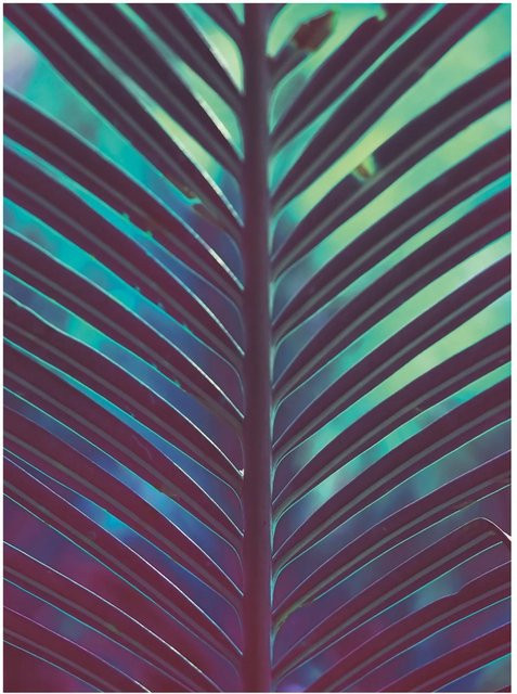 Komar Wandbild Hide Paper Poster Multicolor B: 30 cm, H: 40 cm - Bild 1