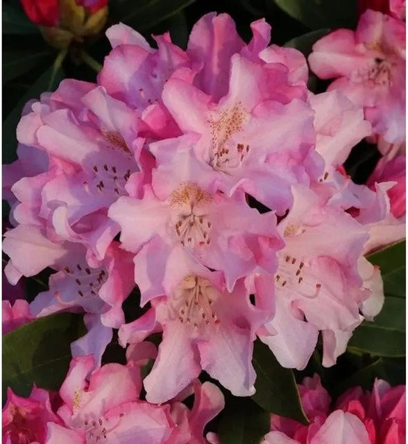 INKARHO Rhododendron Dolcemente Alpenrose, großblumiger Zierstrauch in Pink - Bild 1