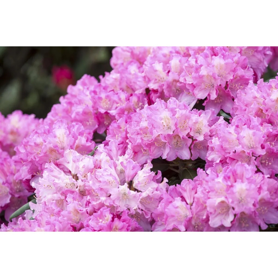 Rhododendron Yakushimanum Kalinka mit rosa Blüten, Höhe: 30–40 cm - Bild 2