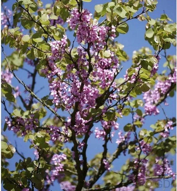 Gemeiner Judasbaum Cercis siliquastrum von Nr-01.de, rosa und lila blühender Laubbaum, Höhe: 80-100 cm - Bild 1