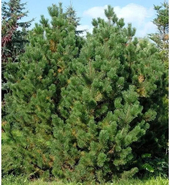 Bergkiefer Latschenkiefer Pinus mugo als Zierstrauch für den Garten, Grün, Höhe: 40-60 cm - Bild 1
