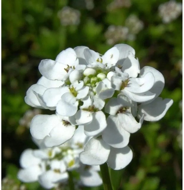 Iberis sempervirens Schleifenblume Zwergschneeflocke als weißer Bodendecker für Steingärten und Beeteinfassungen - Bild 1