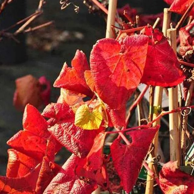 Arborix Vitis coignetiae Kletterpflanze im Container mit roter Herbstfärbung, Höhe: 60 bis 80 cm - Bild 1