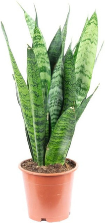 Value Greens Sansevieria Black Coral Bogenhanf in Dunkelgrün und Silbrig-Grün, Höhe: 30 cm, Topf-Durchmesser: 12 cm