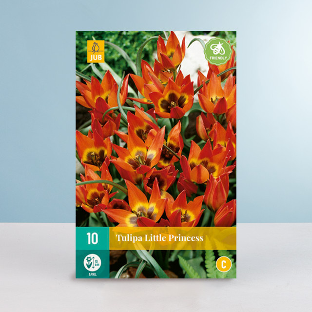 Botanische Tulpe Little Princess von BLUME2000 mit 10 Zwiebeln - Bild 1
