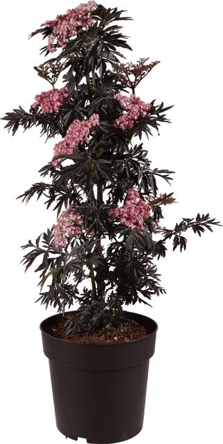 GROW by OBI Holunder Sambucus nigra Laced Up im 6l Topf, Höhe: 50-60 cm - Bild 1