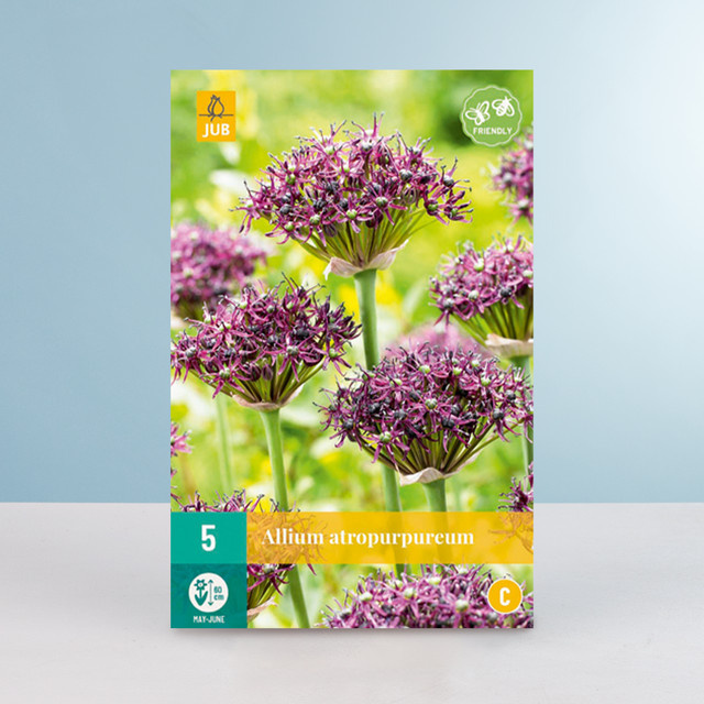 Allium Atropurpureum Zierlauch Blumenzwiebeln für Gartenbeete, 5 Stück von BLUME2000 - Bild 1