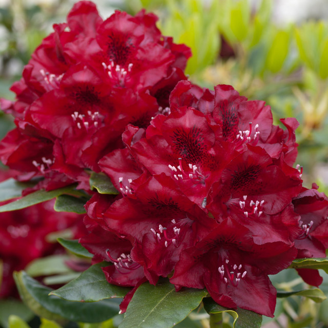 Rhododendron Cherry Kiss rot von Mein schöner Garten Shop - Bild 1