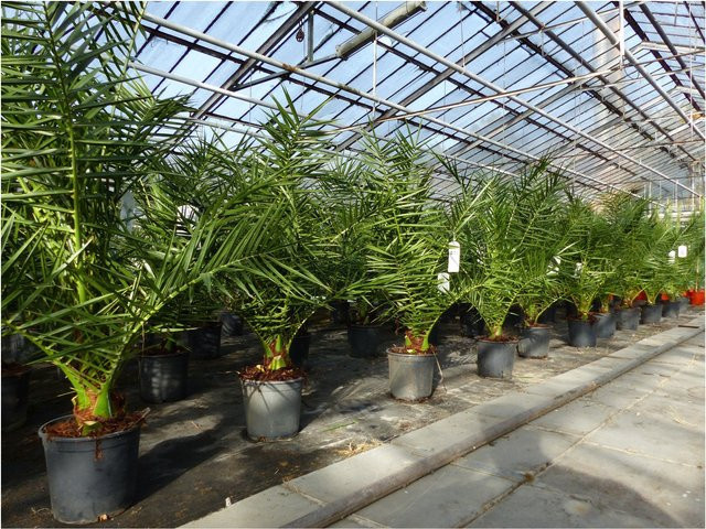 Kanarische Dattelpalme Phoenix canariensis von Grünwaren, Höhe: 90-120 cm - Bild 1