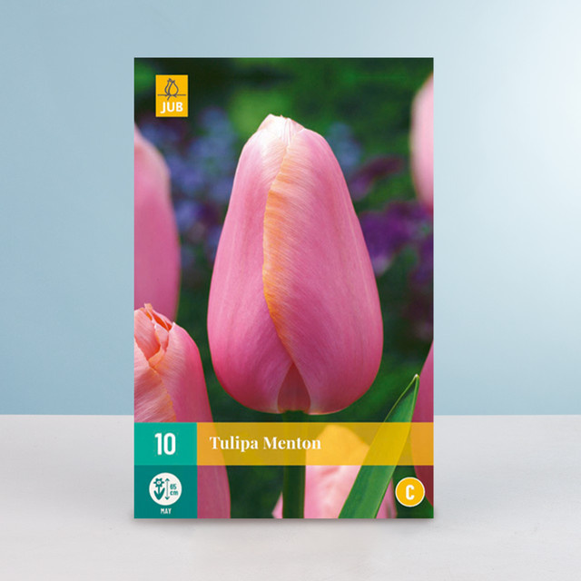Tulpenzwiebel Menton Späte Tulpe 10 Stück von BLUME2000 - Bild 1