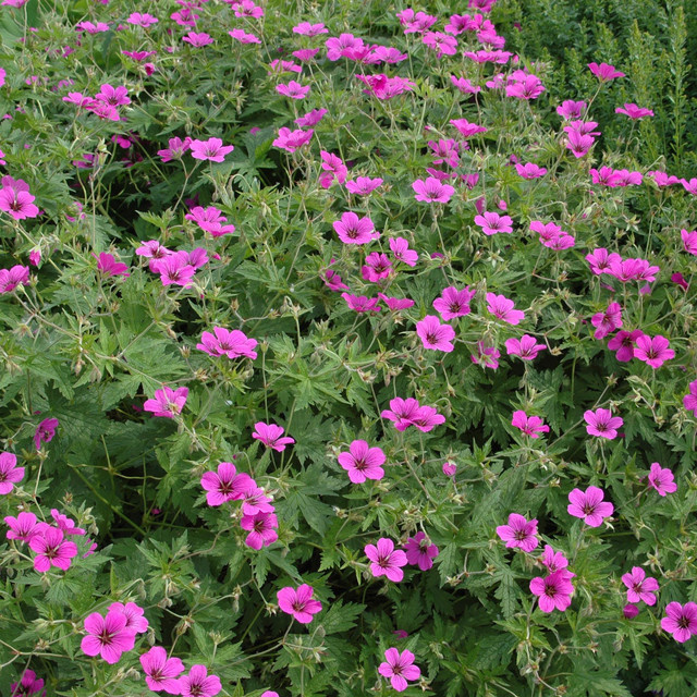 BIO Blutroter Storchschnabel Geranium sanguineum, 3 Stück Stauden von BLUME2000 - Bild 1