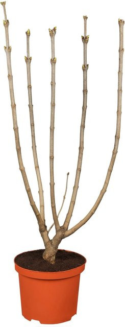 OBI Syringa vulgaris Gewöhnlicher Flieder Schöne von Moskau Weiß, Zierstrauch, Topf 3,5 l, Höhe: 50-60 cm - Bild 1