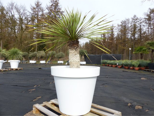 Yucca Rostrata winterharte Pflanze von Grünwaren in weißem Pflanzkübel, Höhe: 150 cm, Stammhöhe: 50 cm, Durchmesser: 80 cm - Bild 1