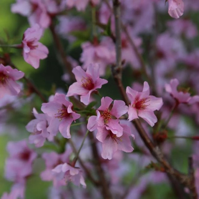 Arborix Zierkirsche Kurilenkirsche Ruby Prunus nipponica mit rosa Blüten im Container, Höhe: 60 bis 80 cm - Bild 1