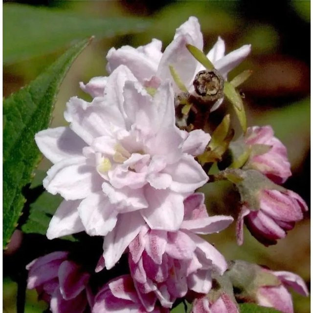 Deutzia hybrida Rosendeutzie Pink Pom Pom Heckenpflanze in Pink - Bild 1