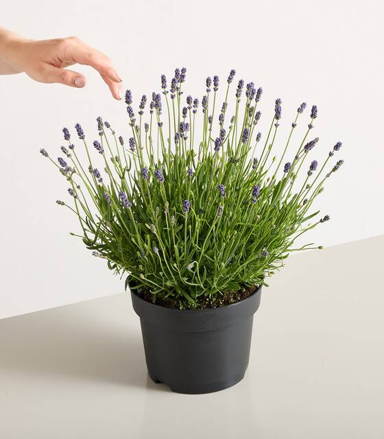 Lavandula angustifolia Winterharter Lavendel von BLUME2000 als mehrjährige Zierpflanze - Bild 1