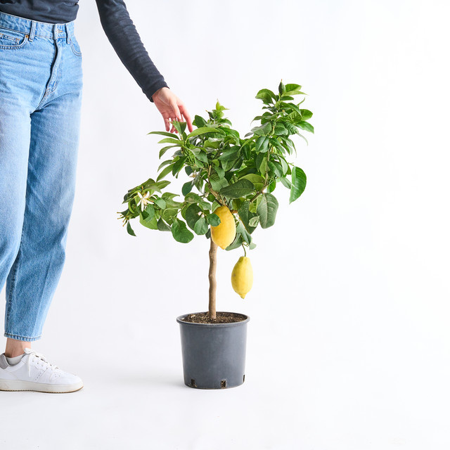 BLUME2000 Zitronen-Stämmchen Citrus Limon als Obstbaum für deinen Garten - Bild 1