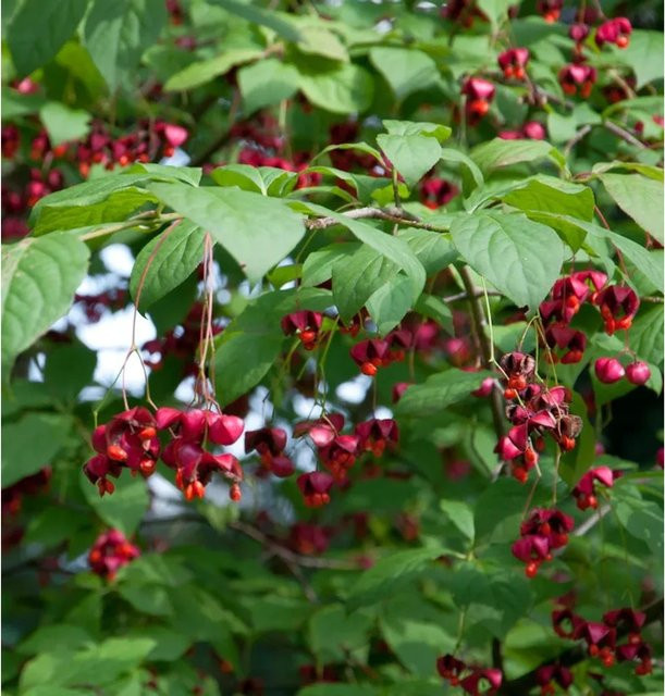 Hochstamm Großfrüchtiges Pfaffenhütchen Euonymus planipes von Nr-01.de, Höhe: 100-125 cm, Grün-Rot - Bild 1