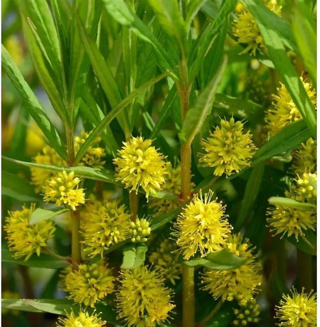 Lysimachia thyrisflora Strauß Felberich als mehrjährige Staude für die Teichrandbepflanzung und Staudengärten - Bild 1
