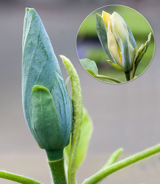 Magnolie Blue Opal - Bild 1