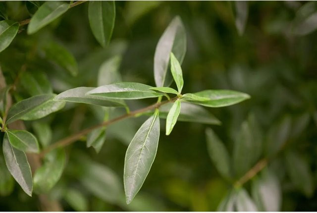 Ligustrum vulgare Heckenpflanze von Pflanzen für dich, Höhe: 20-30 cm - Bild 1