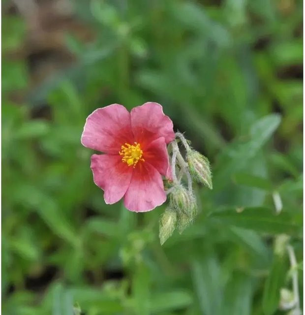 Sonnenröschen Ben Hope Helianthemum als mehrjährige Bodendecker-Pflanze für Steingärten und Einfassungen - Bild 1