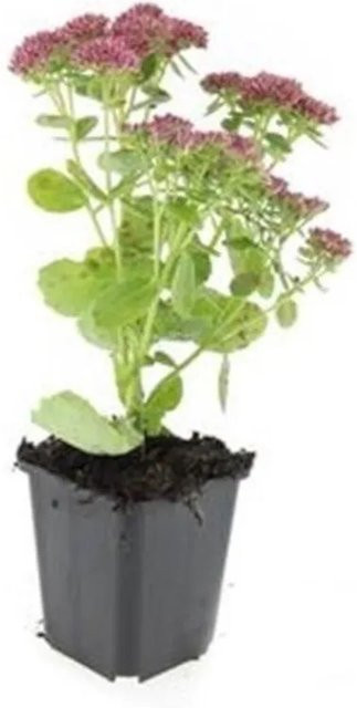 Exotenherz Set mit 60 pflegeleichten Sedum Telephium Herbstfreunde Stauden in 9cm Töpfen, rosa-grüne Zierpflanzen - Bild 1