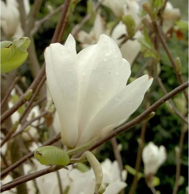 Magnolia Jade Ziergehölz in Weiß - Bild 1