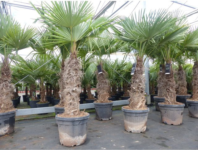 Trachycarpus fortunei Hanfpalme mit dicken Stämmen, winterhart bis -18°C, Höhe: 200 cm - Bild 1