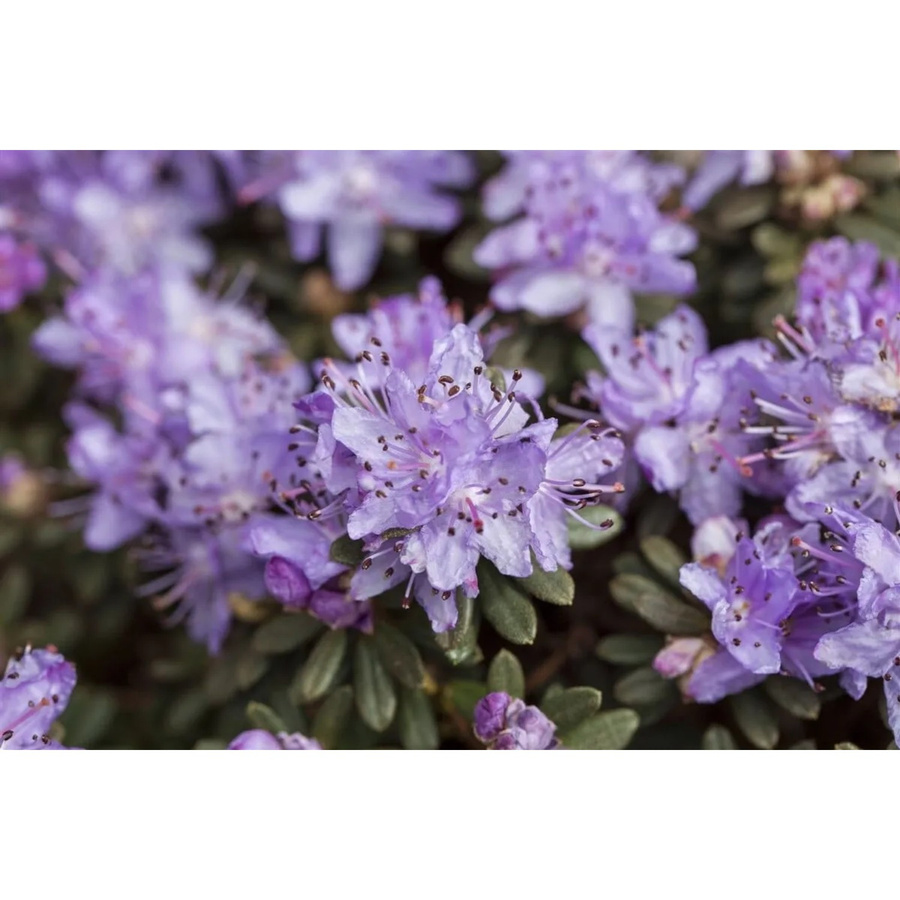 Lila Zwerg-Rhododendron Impeditum als Zierstrauch für den Garten, Höhe: 40–50 cm - Bild 2