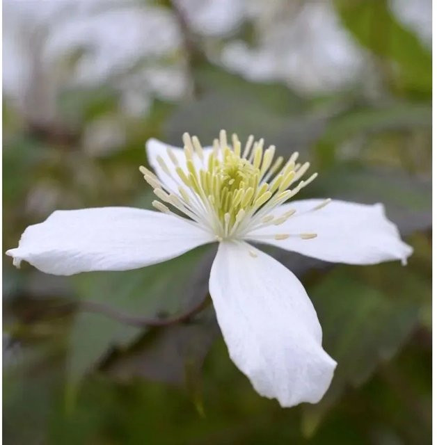 Clematis montana Berg Waldrebe Wilsonii weiße Kletterpflanze für den Garten von Nr-01.de - Bild 1