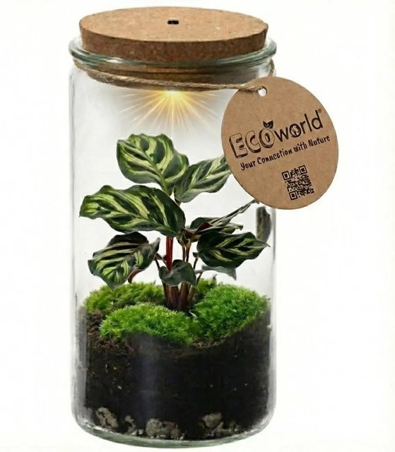 Vdvelde Mini Pflanzen Terrarium aus Glas mit Korkverschluss, transparent, Durchmesser: 11 cm - Bild 1