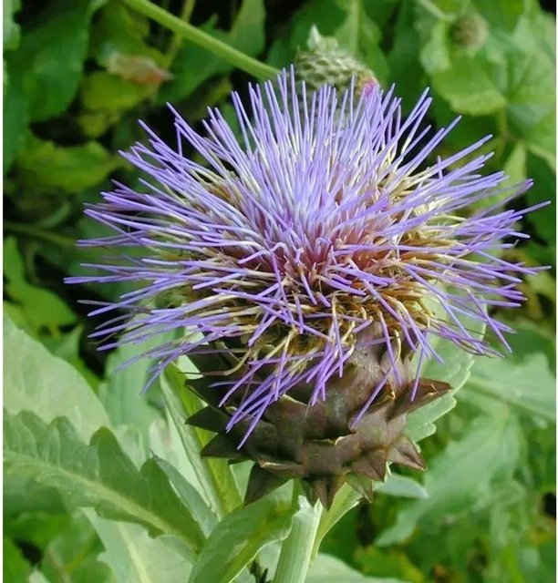 Zierartischocke Cynara cardunculus flavescens mit violetten Blüten von Nr-01.de - Bild 1
