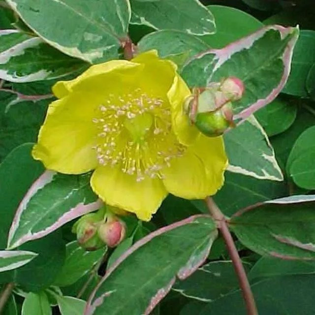 Arborix Johanniskraut Tricolor Hypericum moserianum mit panaschiertem Laub im Container, Höhe: 25 bis 30 cm - Bild 1