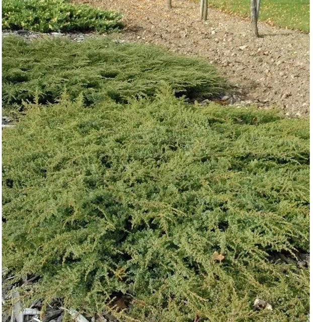 Kriechender Heidewacholder Hornibrook Juniperus communis Hornibrookii als Bodendecker in Grün, Höhe: 30-40 cm - Bild 1