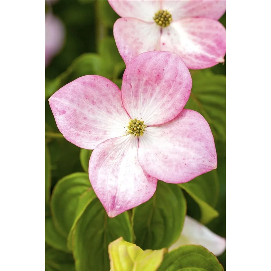 Cornus Kousa Satomi Japanischer Blumen-Hartriegel mit rosa Blüten, Höhe: 40–60 cm - Bild 2