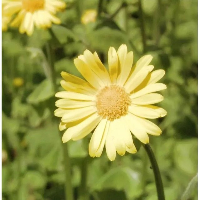 Gelbe Gämswurz Doronicum pardalianches als mehrjährige Gartenpflanze im Topf - Bild 1
