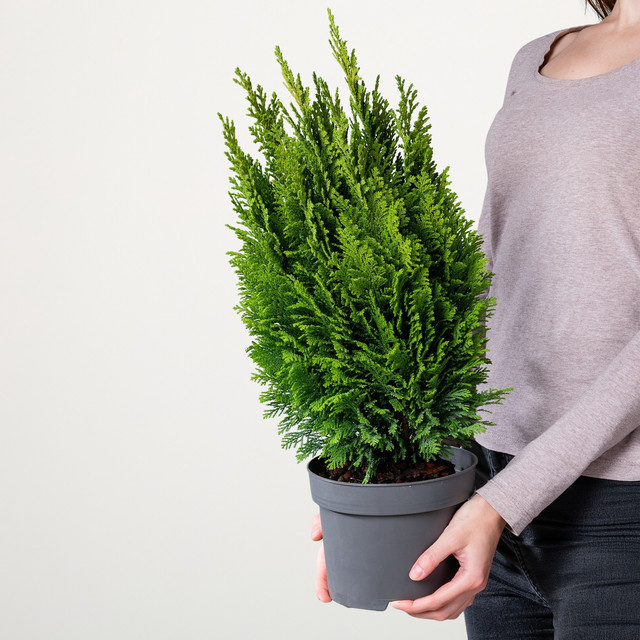 Scheinzypresse Chamaecyparis lawsoniana Ellwoodii Empire von BLUME2000 als Heckenpflanze und Solitärpflanze - Bild 1