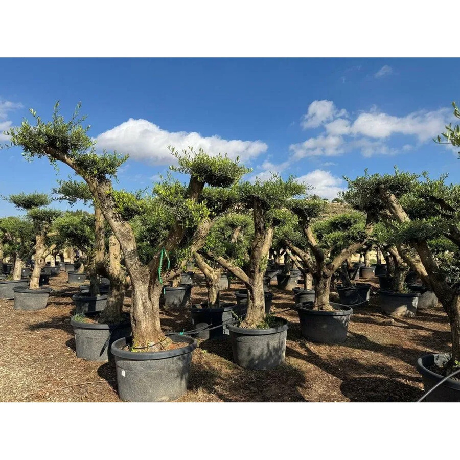 Sunny-Tree Olea Europaea Lechin Olivenbaum Pompon, 240 cm hoch, Stammumfang: 50 cm - Bild 2