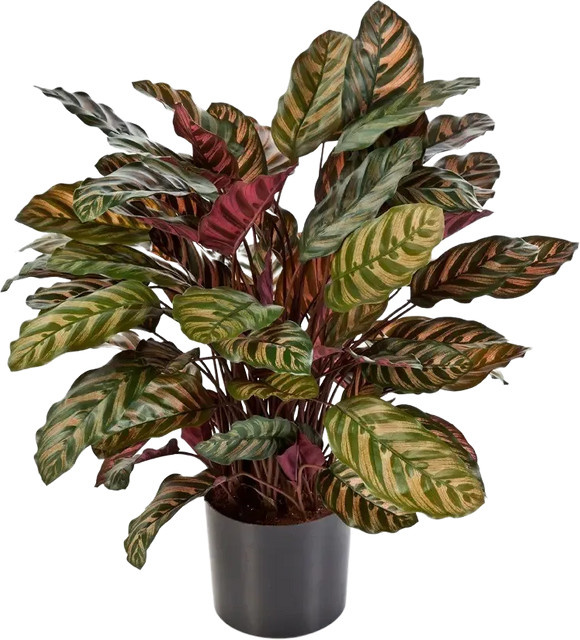 Künstliche Calathea Sunrise Pflanze von Aplanta, Höhe: 80 cm - Bild 1