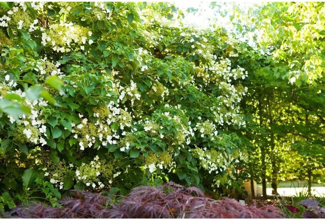 Hydrangea Petiolaris Kletterhortensie Weiß 100–125 cm - Bild 1