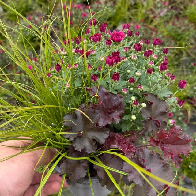 Balkonblumen Herbstmix Lila in Topf - Bild 1