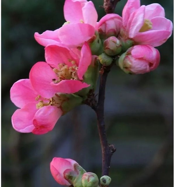 Zierquitte Pink Lady Chaenomeles Heckenpflanze in Pink, Höhe: 30-40 cm - Bild 1